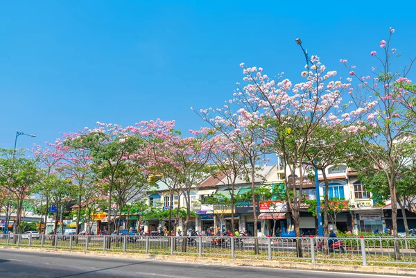 Ho Chi Minh city, Vietnam, 16 Mart 2019: Tabebuia rosea ağaçları nın çiçek açması cadde boyunca yetiştirilir, Ho Chi Minh City, Vietnam'da doğayla daha yakından süsler.