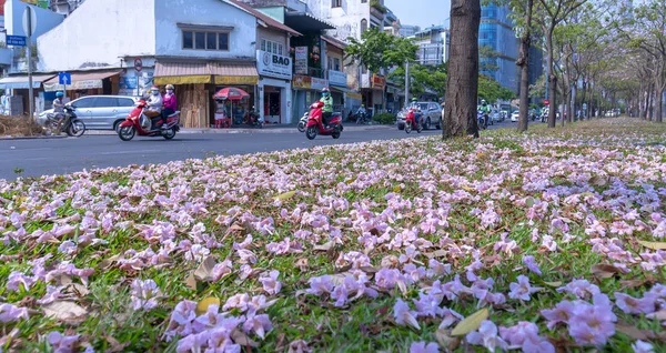 Chi Minh City Vietnam Marzo 2019 Tabebuia Rosea Flowers Fall — Foto Stock