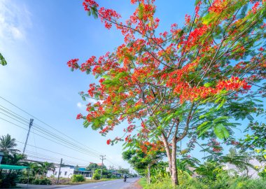 Long An, Vietnam - 14 Haziran 2019: Royal Poinciana ağaçları araba çok yol boyunca çiçek, motosiklet kırsal Long An, Vietnam güzel huzurlu bir sahnede güneşli sabah alanına geri geliyor
