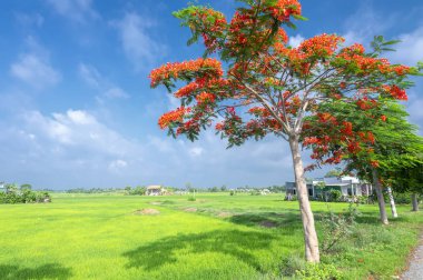 Kırmızı kraliyet poinciana yol boyunca çiçeklenme, uzak pirinç tarlaları ve kırsal Vietnam evler çok basittir