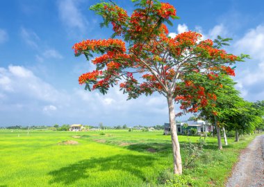 Kırmızı kraliyet poinciana yol boyunca çiçeklenme, uzak pirinç tarlaları ve kırsal Vietnam evler çok basittir