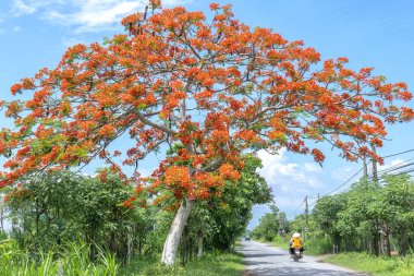 Tien Giang, Vietnam - 14 Haziran 2019: Çiftçiler Poinciana kraliyet ağaçlarının arasından motosikletle geçiyorlar, çiçek açan ağaçlar, güneşli bir sabah, Tien Giang, Vietnam kırsalında huzurlu bir manzara.