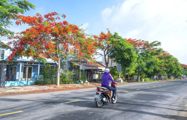 Λονγκ Βιετνάμ Ιουνίου 2019 Βασιλικά Ποϊσιάνα Δέντρα Που Ανθίζουν Κατά — Φωτογραφία Αρχείου
