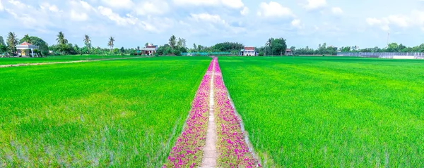 Portekiz Görkemli Çiçekleri Çiftçinin Evine Giden Yol Boyunca Çiçek Açar — Stok fotoğraf