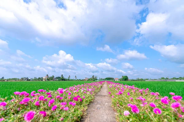 Portulaca Grandiflora Fiori Fioriscono Lungo Sentiero Che Porta Alla Casa — Foto Stock