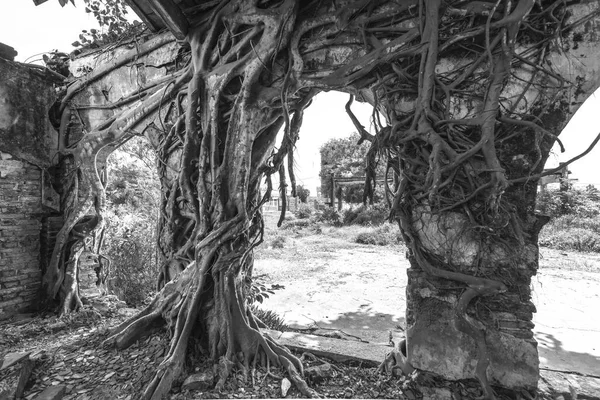 Templo Antigo Abandonado Com Uma Árvore Antiga Crescendo Parede Sobe — Fotografia de Stock