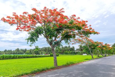 Yol boyunca çiçek açan Poinciana Kraliyet ağaçları güneşli bir sabahta Vietnam 'ın huzurlu kırsalını süslüyor.