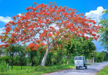 Tien Giang, Vietnam - 14 Haziran 2019: Eski Lam araba kırsal Tien Giang, Vietnam güzel huzurlu bir sabah açan kraliyet Poinciana ağaçları ile koştu