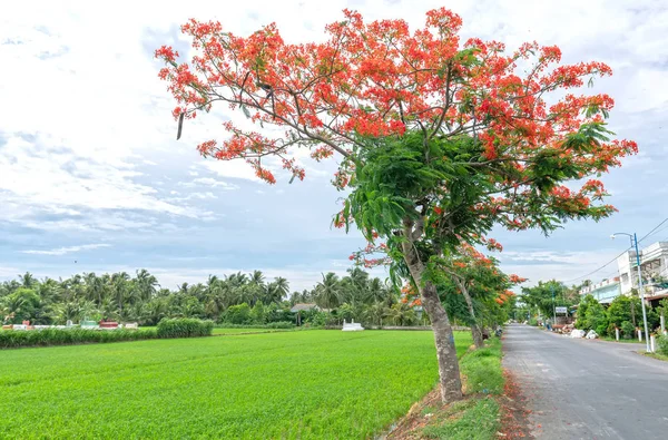 Royal Poinciana trees blooming along the road into a sunny morning adorn the peaceful countryside of Vietnam