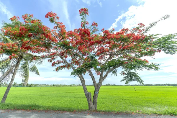 Royal Poinciana trees blooming along the road into a sunny morning adorn the peaceful countryside of Vietnam