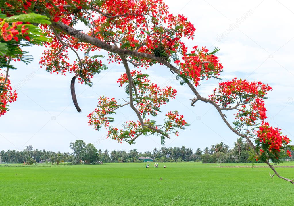 Red royal poinciana blooming background with young rice fields and farmers are hard-working real peace for Vietnam countryside scenery