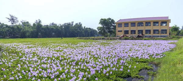 Water hyacinth flower fields with school background in central Vietnam