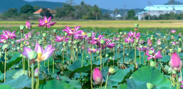 Pole Kwitnące Kolorowe Kwiaty Lotosu Słoneczny Poranek — Zdjęcie stockowe