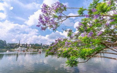 Da Lat, Vietnam - 14 Nisan 2019: Jacaranda çiçekleri Xuan Huong gölü kıyılarında çiçek açıyor, Da Lat, Vietnam