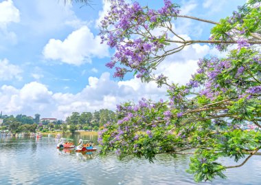 Da Lat, Vietnam - 14 Nisan 2019: Jacaranda çiçekleri Xuan Huong gölü kıyılarında çiçek açıyor, Da Lat, Vietnam