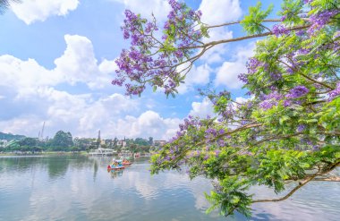 Da Lat, Vietnam - 14 Nisan 2019: Jacaranda çiçekleri Xuan Huong gölü kıyılarında çiçek açıyor, Da Lat, Vietnam