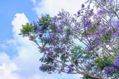 Bahar geldiğinde güneşli gökyüzünde Jacaranda çiçekleri açar.