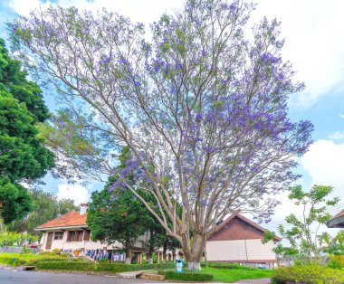 Da lat, Vietnam - 16 Nisan 2019: Jacaranda ağacı dalat, Vietnam evde bahçede çiçeklenme sezonu