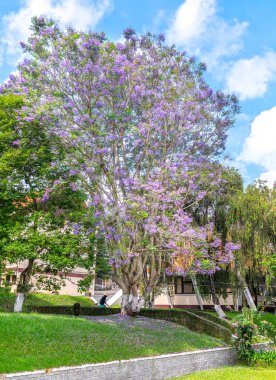 Da lat, Vietnam - 16 Nisan 2019: Jacaranda ağacı dalat, Vietnam evde bahçede çiçeklenme sezonu
