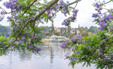 Da Lat, Vietnam - 14 Nisan 2019: Jacaranda çiçekleri Xuan Huong gölü kıyılarında çiçek açıyor, Da Lat, Vietnam