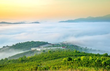 Şafak sis ile kaplı yayla çam ormanlar çok güzel pastoral kırsal Dalat Yaylası, Vietnam kefen