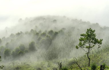 Aşağıdaki tepedeki yalnız çam ağacı buzla kaplı bir çam ormanı.