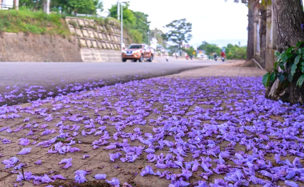 Lat Vietnã Abril 2019 Flores Jacaranda Caem Beira Estrada Fundo — Fotografia de Stock