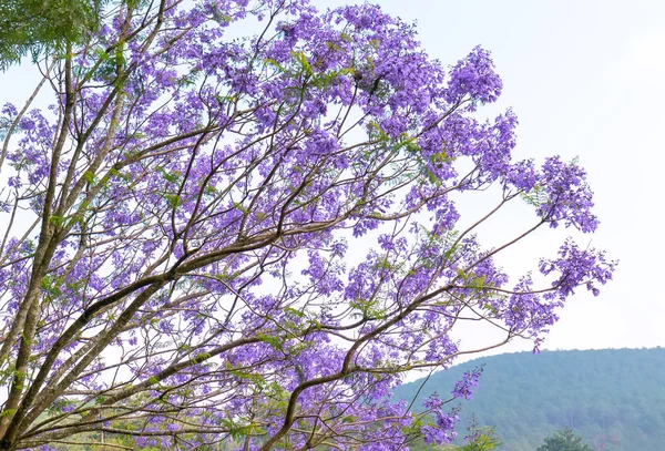 Jacaranda Flores Florescem Céu Ensolarado Quando Primavera Chega — Fotografia de Stock
