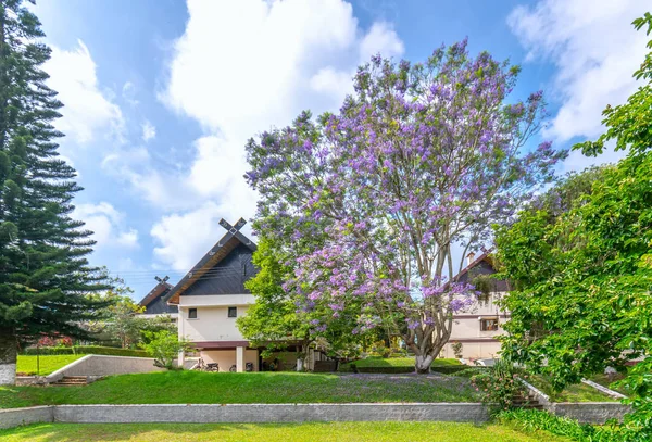 Lat Vietnam Abril 2019 Jacaranda Tree Blooming Season Garden House —  Fotos de Stock