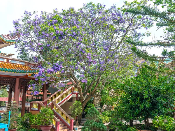 Lat Vietnam April 2019 Jacaranda Boom Bloeiseizoen Tuin Bij Het — Stockfoto