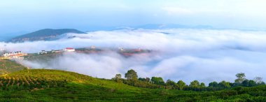 Güzel vadi aşağıda puslu Highlands sabah sahne çay yamaca dikti