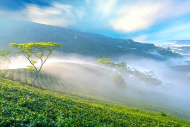 Çay plantasyon sabah sis dağlık Da Lat, Vietnam. Bu çay plantasyonu yüz yılı aşkın bir süredir var ve bölgenin en büyük çay kaynağı ve ihracat