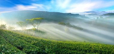 Çay plantasyon sabah sis dağlık Da Lat, Vietnam. Bu çay plantasyonu yüz yılı aşkın bir süredir var ve bölgenin en büyük çay kaynağı ve ihracat