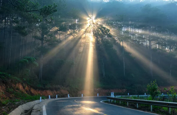 Sun rays shining down through the pine forest road foggy morning, shimmering ray beam shines beneath fanciful to greet the new day in the suburbs on the plateau