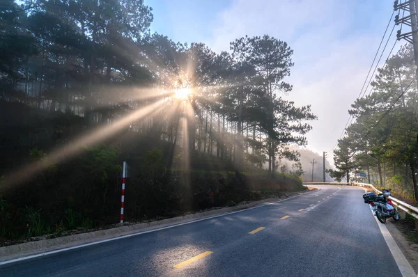 太陽光線を輝いているパイン フォレスト道路の霧の朝 きらめく光線ビーム架空の下に輝く高原の郊外に新しい日を迎えるために — ストック写真