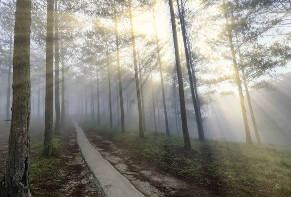 Sun rays shining down through the pine forest road foggy morning, shimmering ray beam shines beneath fanciful to greet the new day in the suburbs on the plateau