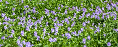 Su sümbül çiçek alanları çiçek doğada renkli mor