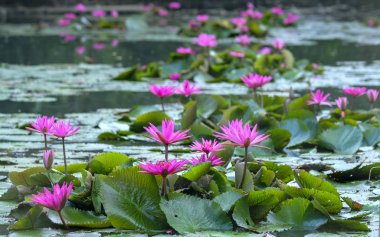 Gölde nilüferler çiçek açar. Bu çiçek saflığı, sadeliği temsil ediyor.