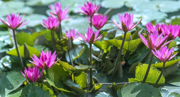 Lírios Água Florescem Lago Bonito Esta Uma Flor Que Representa — Fotografia de Stock