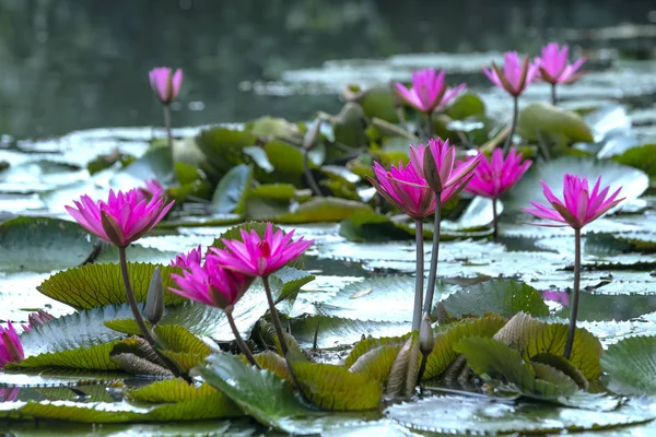 荷花在池塘里盛开 美丽极了 这是一朵代表纯洁 单纯的花 — 图库照片