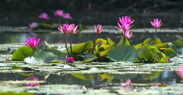 Водяні Лілії Цвітуть Ставку Красиво Квітка Символізує Чистоту Простоту — стокове фото