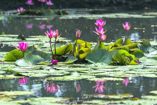 Tavon Virágoznak Liliomok Egy Virág Ami Tisztaságot Egyszerűséget Jelképezi — Stock Fotó