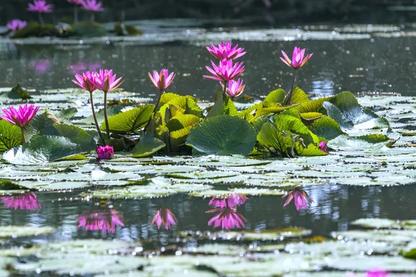 荷花在池塘里盛开 美丽极了 这是一朵代表纯洁 单纯的花 — 图库照片