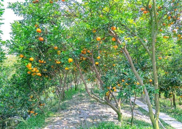 Ripe Tangerines Hanging Branches Fresh Ripe Fruits Pink Harvest Specialty — Stock Photo, Image