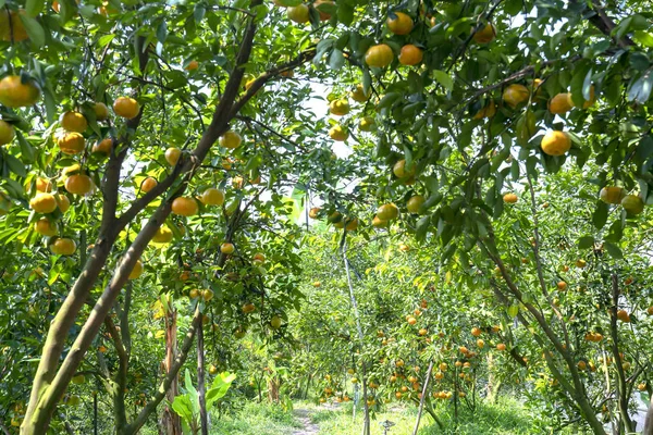 Tangerinas Maduras Penduradas Ramos Frutas Maduras Frescas São Rosa Colheita — Fotografia de Stock