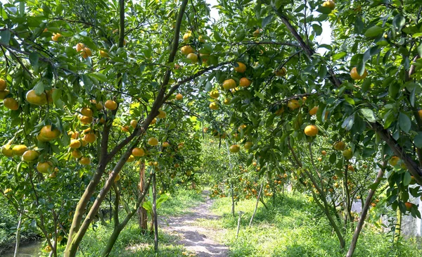 Mandarini Maturi Appesi Rami Frutti Freschi Maturi Sono Rosa Nel — Foto Stock