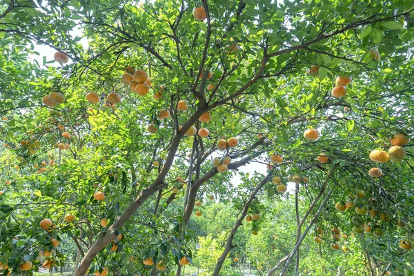 Dojrzałe Tangerines Wiszące Gałęzi Świeże Dojrzałe Owoce Różowe Żniwach Jest — Zdjęcie stockowe