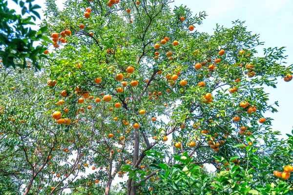Dojrzałe Tangerines Wiszące Gałęzi Świeże Dojrzałe Owoce Różowe Żniwach Jest — Zdjęcie stockowe