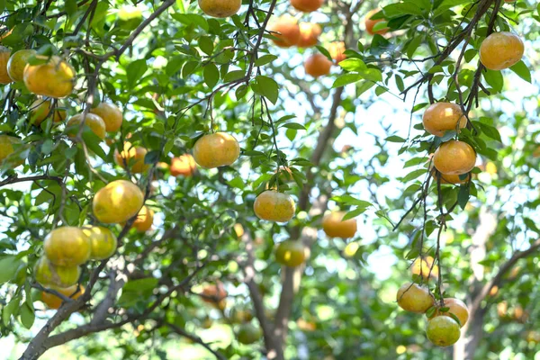 Ripe Tangerines Hanging Branches Fresh Ripe Fruits Pink Harvest Specialty — Stock Photo, Image