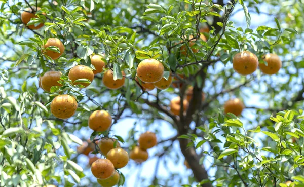 Ripe Tangerines Hanging Branches Fresh Ripe Fruits Pink Harvest Specialty — Stock Photo, Image